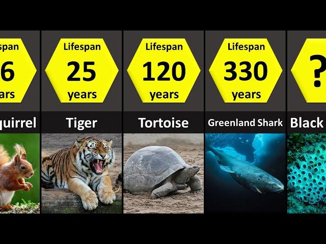 How Long Animals Live: Lifespans of Animals (Lowest to Highest)