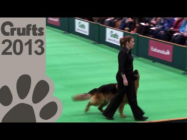 Obedience Dog Championships - Day 3 - Crufts 2013 (Jenny Gould & Zakanja Bitter 'N' Twisted)