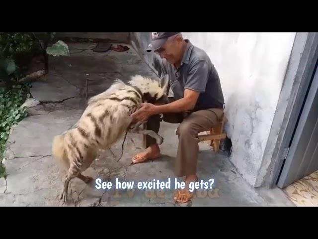 Cuban Man Has a Hyena Dog Mix as Pet and No one Knows How The Animal Got There.