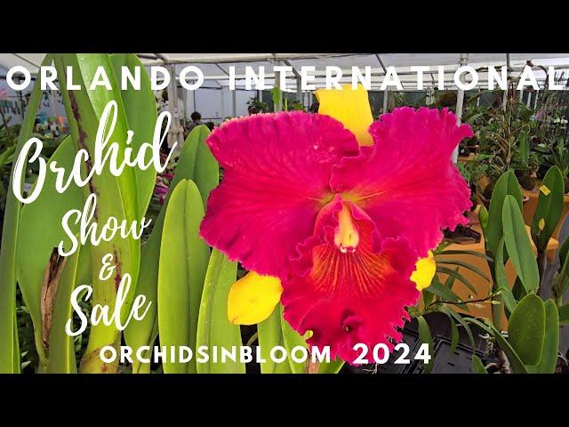 Orlando International Orchid Show & Sale at Orchidsinbloom. November 2024.