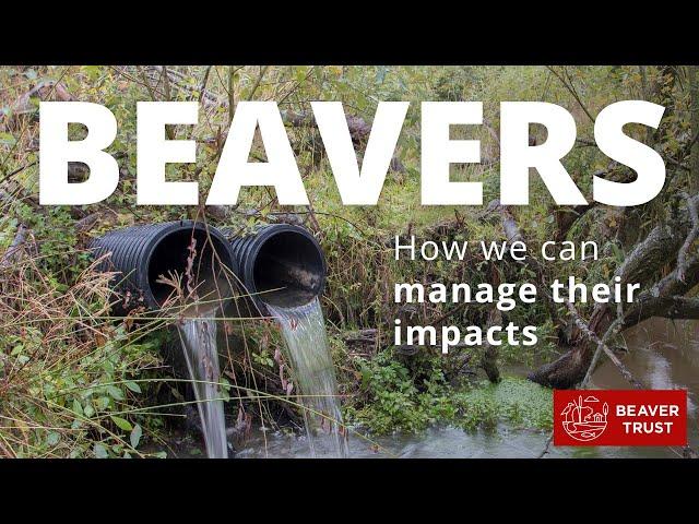 Beavers: Managing their impacts