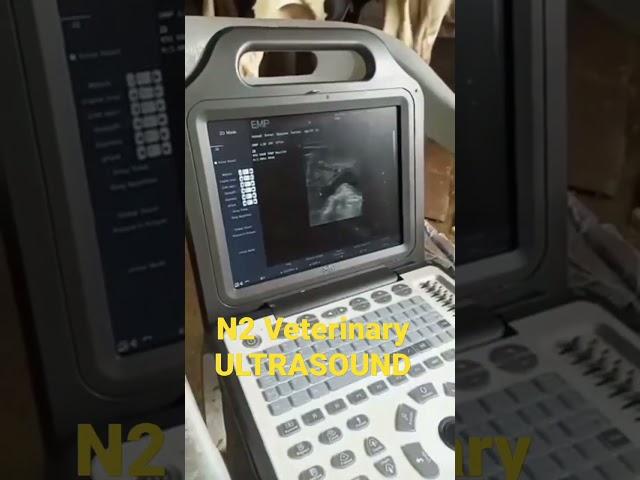 N2 Veterinary Ultrasound #Veterinary_ultrasound  #shorts