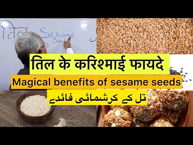 तिल के करिश्माई फायदे | تل کے کرشمائی فائدے | Magical benefits of sesame seeds