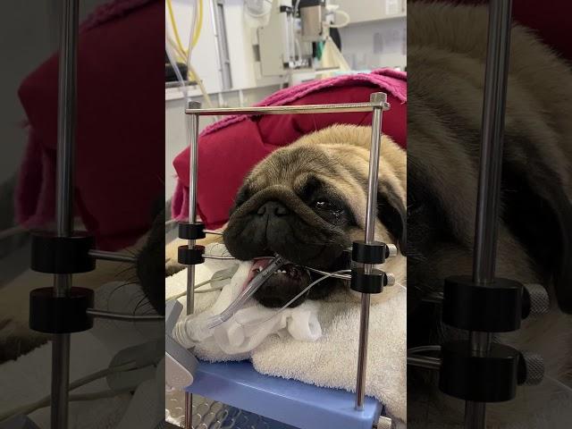 Short story on brachycephalic positioned for surgery