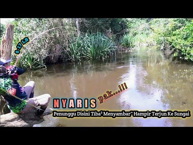 SANGAT GANAS..!! HAMPIR DI SERET IKAN TAPAH || CASTING TAPAH DI HULU SUNGAI