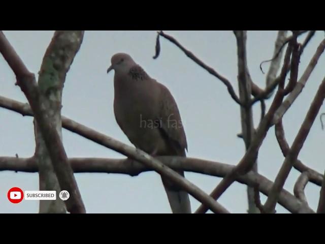 mourning dove coo birds calling others in nature during the morning