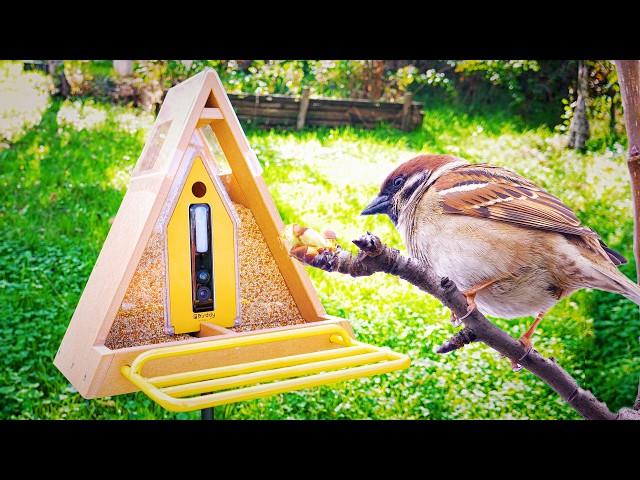 I have THE BEST Smart Camera Bird Feeder that Attracts Birds!