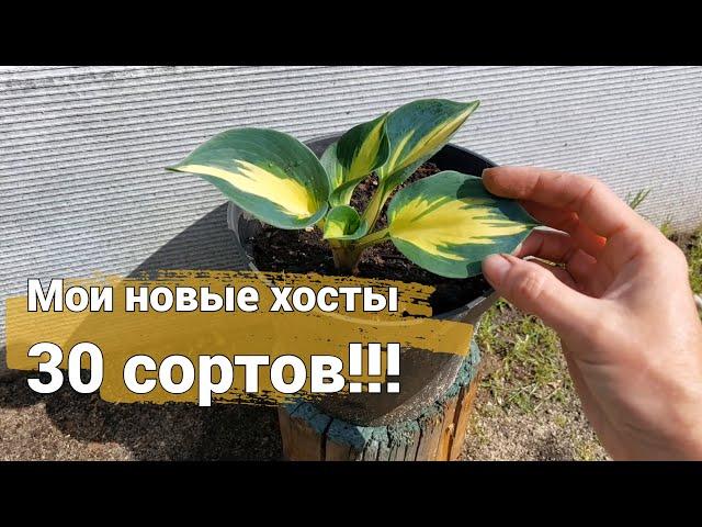 В коллекции хост прибавление! Новые хосты 2023