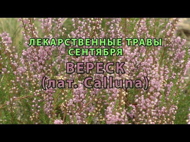 Лекарственные растения сентября "Вереск"