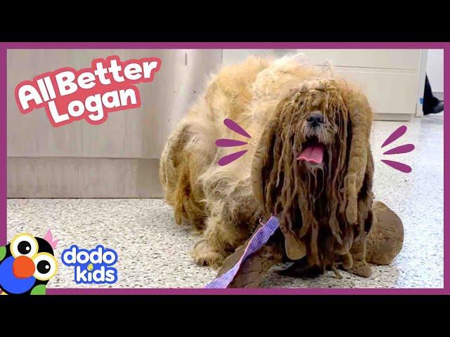 Dog With WAY Too Much Fur Gets The Biggest Haircut EVER!! | Dodo Kids | All Better