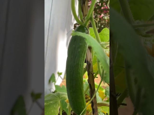Growing Cucumbers in Dubai