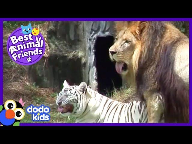 Cam The Lion And Zabu The Tiger Love To Play Ball (And Then Cuddle) | Dodo Kids: Best Animal Friends