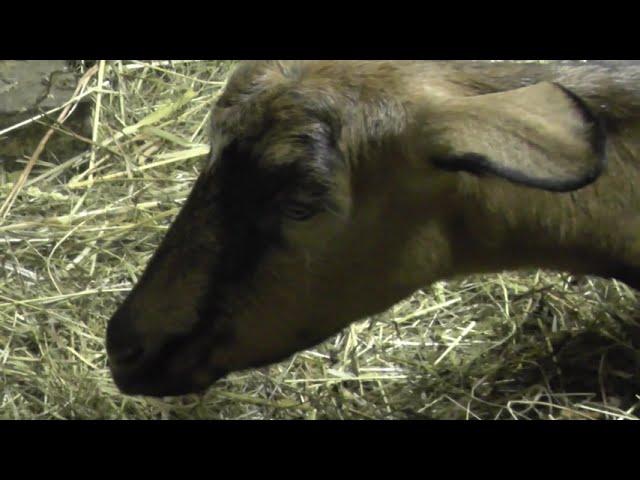 Goat is having a birth and our care for the goat and goatlings