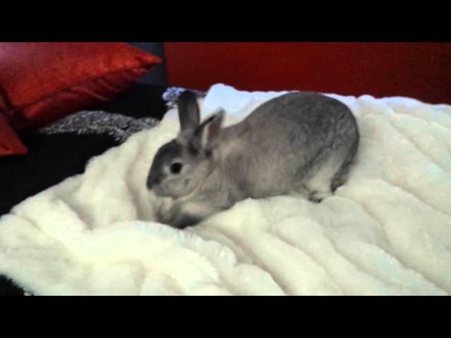 Bunny making the bed