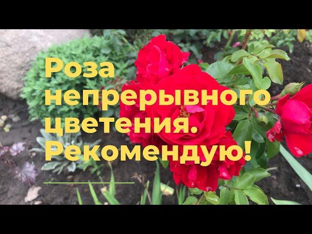 Роза непрерывного цветения. Рекомендую!