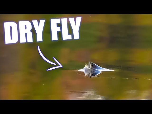 BEST DRY FLY TAKES (Brown Trout & Grayling) - Fly Fishing!