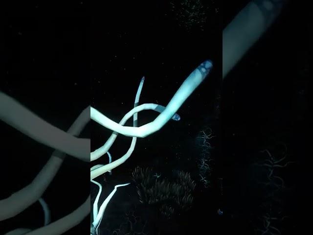 Subnautica's Unknown Entity Watching You