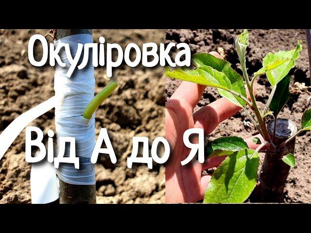 ЩЕПЛЕННЯ БРУНЬКОЮ / ОКУЛІРОВКА ДЕРЕВ