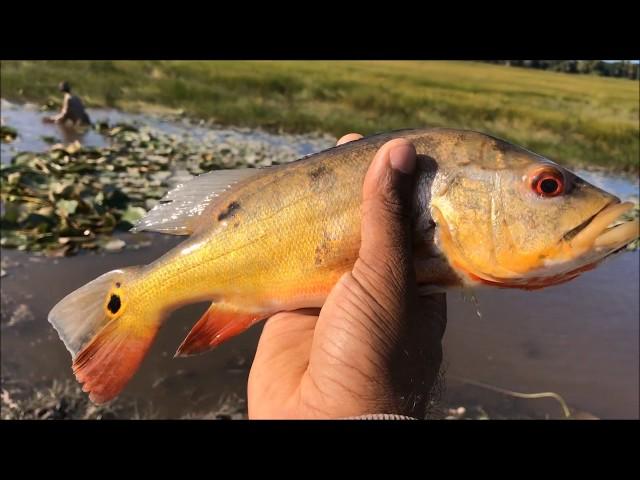 Peacock Bass caught by hand.