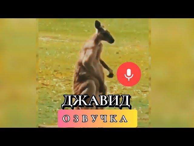 Джавид: Озвучка (Животные)