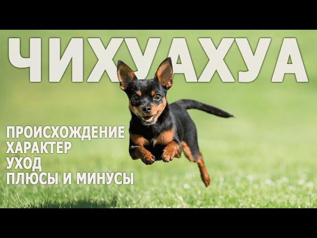 Чихуахуа. Особенности породы и интересные факты