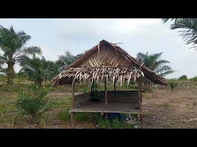 pas lagi di jalan menuju ke tempat membeli kayu tiba tiba ada pohon tumbang