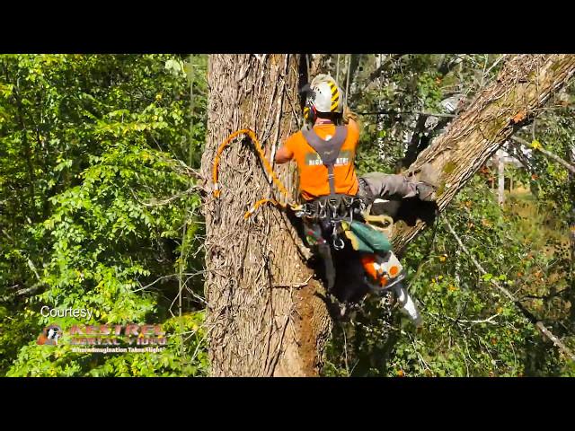 High Country Tree Service - Brevard, NC