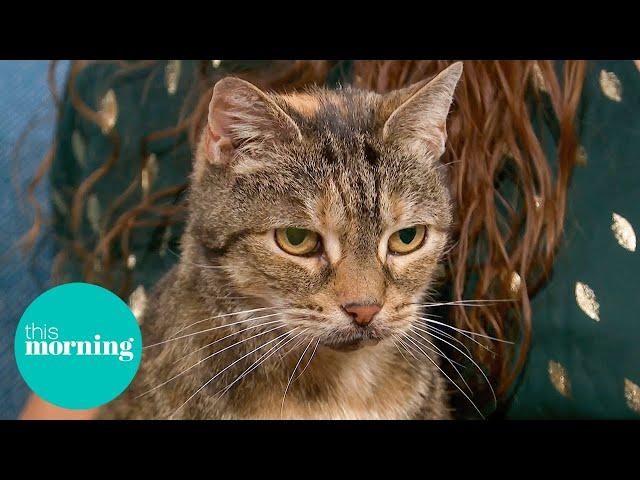 We Meet The Cat With The World’s Loudest Purr! | This Morning