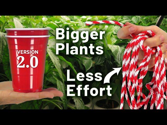 Best Way to Grow Bigger Tomato & Pepper Seedlings  (Upgraded Double Cup Method Hack)