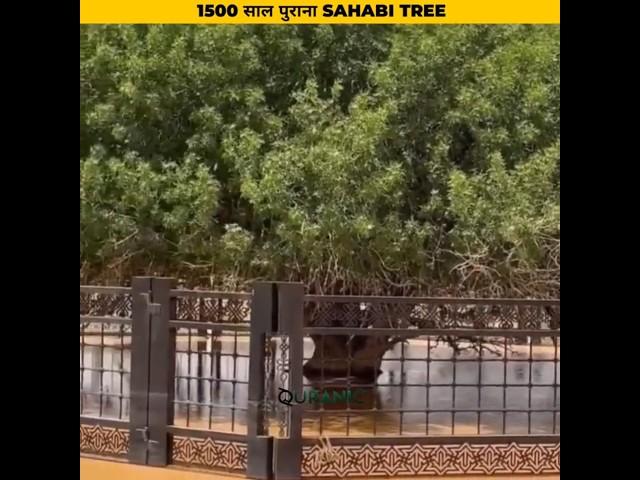 History of Sahabi Tree #shorts #facts #history