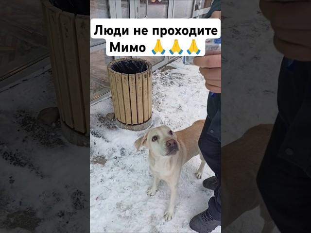 Эти голодные глаза  В такие морозы для них это вопрос жизни !!!  Накормил брошенную собачку