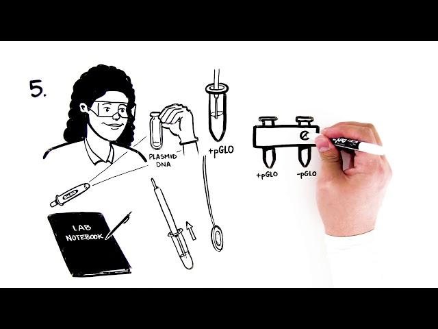 pGLO Bacterial Transformation Student Activity Video Quick Guide