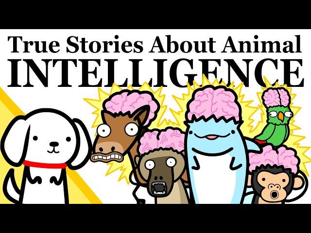 Animals With A Higher IQ Than You