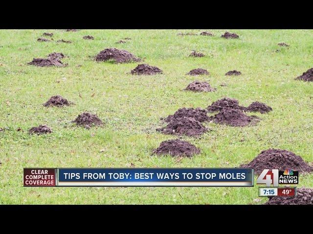 Tips from Toby: Best ways to stop moles