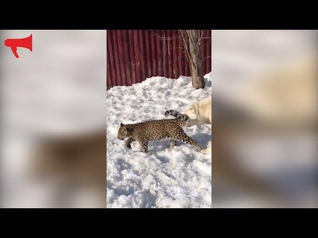 Эльза играет с Милашей. Видео из зоопарка "Садгород"