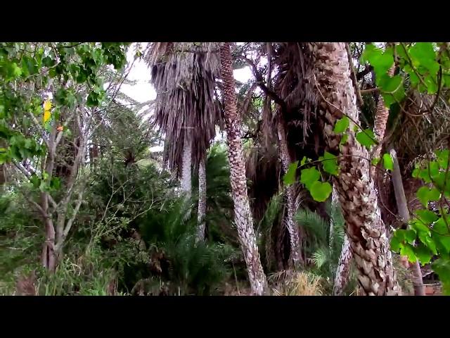 Palm Tree Forest