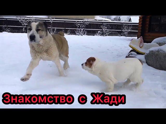 Первое Знакомство ЩЕНКА и АЛАБАЯ || Ума и Жади || ALABAI || CENTRAL ASIAN SHEPHERD DOG || PUPPY