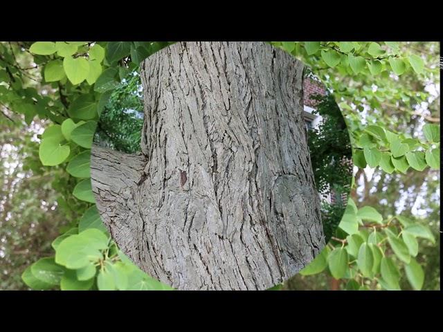 Katsura tree (Cercidiphyllum japonicum) - Plant Identification