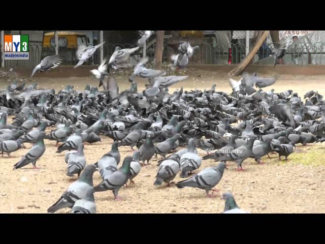 DOVE | PAVURALU | Pigeons | 4K VIDEO | ULTRA HD VIDEO