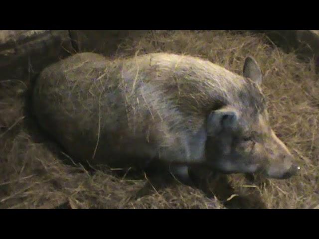 Как свиньи строят гнездо перед опоросом / How pigs build a nest before farrowing