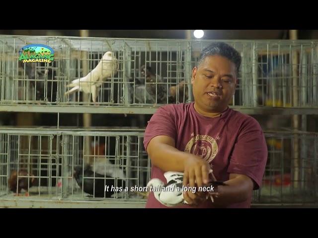 Alagang Magaling S10 EP11   Fancy Pigeons   grooming   RICO NABONG