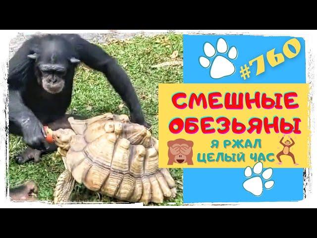 СМЕШНЫЕ ОБЕЗЬЯНЫ  Я Ржал Целый Час  Funny Monkeys #760