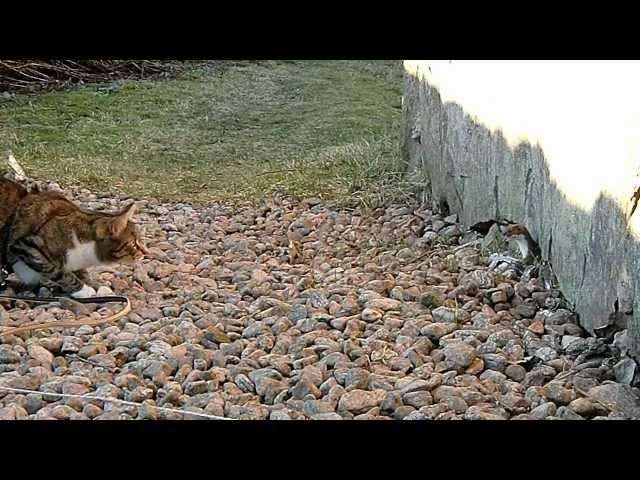 Cat and Stoat (HD)