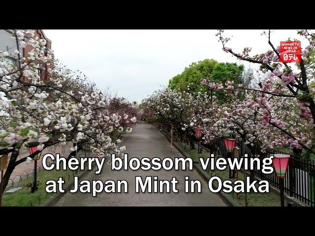 Cherry blossom viewing at Japan Mint in Osaka