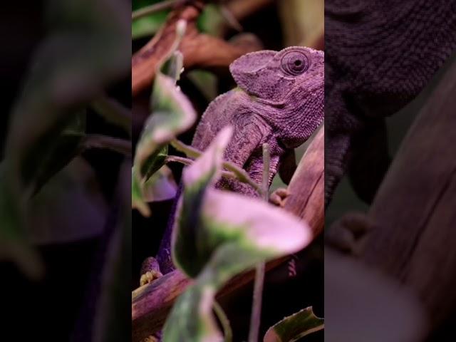 CLOSE UP PHOTAGE OF PURPLE IGUANA ON TREE BRANCH /SHORT AMAZING #Short #wildlife #animals #Iguana