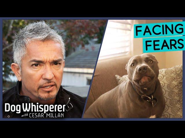 Breaking Dog's Aggressive Behavior! | Dog Whisperer With Cesar Millan