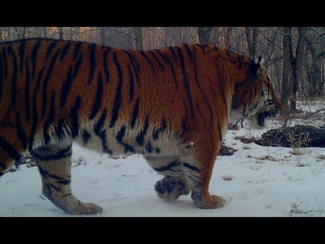 The oppressive feeling of Siberian and Bengal tigers walking