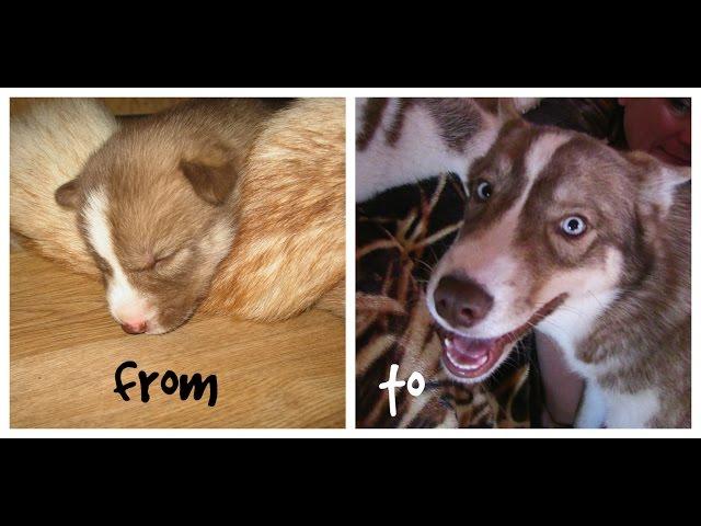 Siberian Husky Grows from Newborn to Adult