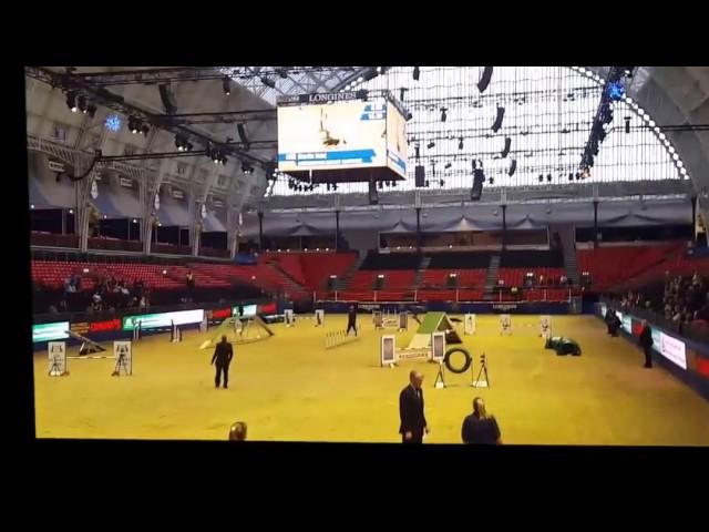 Spring's Journey At Olympia 2015 (Novice Agility Semi Final and Final)