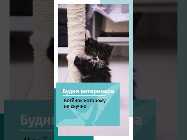 Милый котёнок играет у доктора на приёме